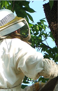 Beekeeper with hive