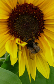 Bee on flower