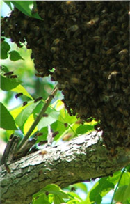 Swarm of bees