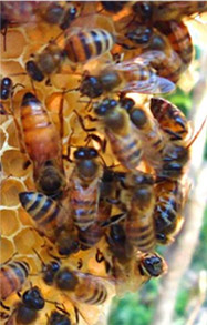 Bees in hive