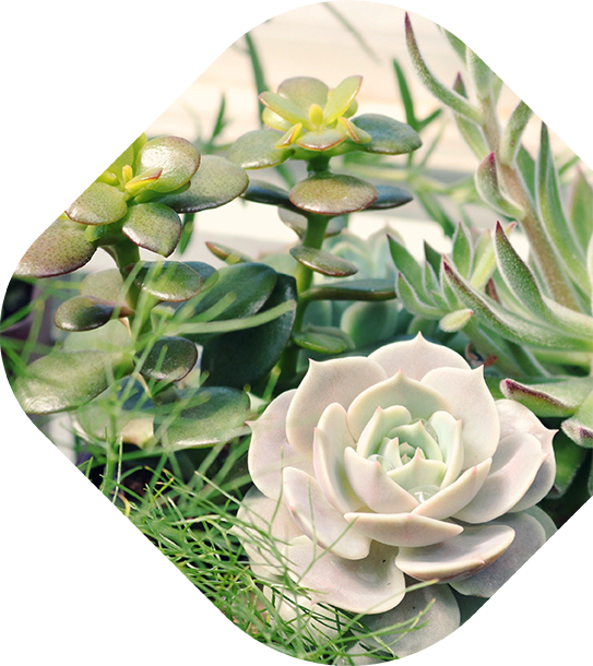 succulents image